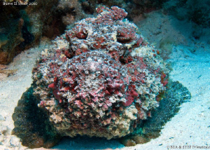 Stone fish, Synanceia verrucosa. Sharm el sheikh. Canon G... by Bea & Stef Primatesta 